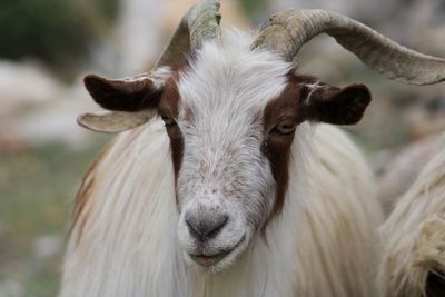 Close-up of goat