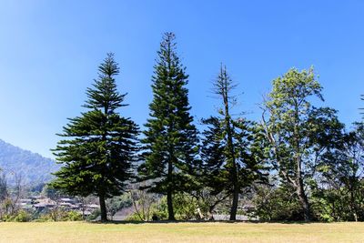 Pine trees on field against clear blue sky