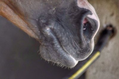 Close-up of a dog