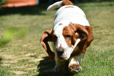 Dog on field