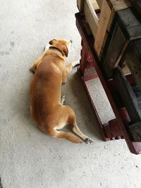 High angle view of dog sitting outdoors