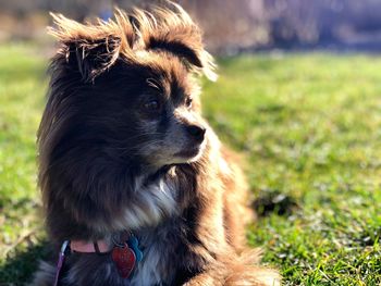 Close-up of dog looking away