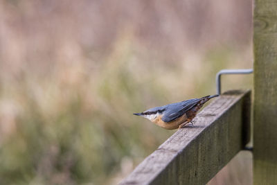 Close-up of bird perching outdoors