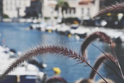 Close-up of flowering plants during winter