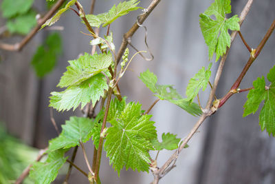 Close-up of fresh green leaves on plant