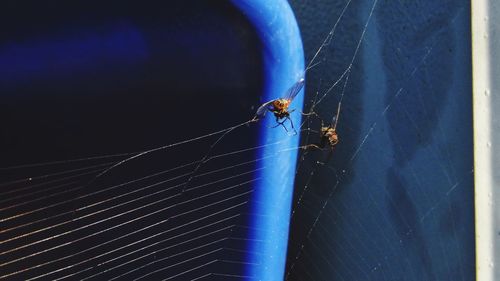 Close-up of spider on web