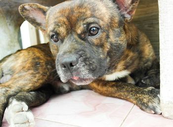 Dog resting on ground