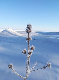 Snow covered plants against sky