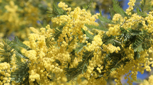 Background with many yellow mimosa flowers bloomed in march symbol of women's day