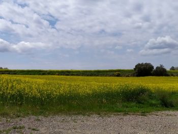 Scenic view of field against sky