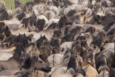 Full frame shot of horses