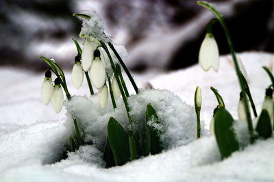 Close-up of snow on plants during winter