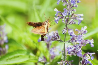 Close-up of butterfly pollinating on purple flower