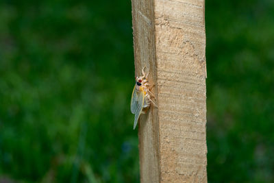 Close-up of insect on wooden post