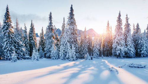 Beautiful sunlight. majestic landscape with forest at winter time. scenery background.