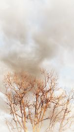 Low angle view of bare tree against sky