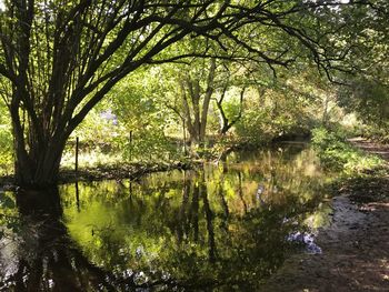 Reflection of trees in lake