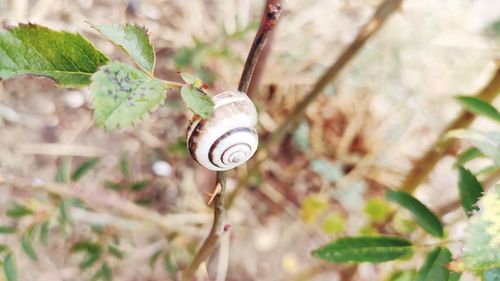 Close-up of snail on plant