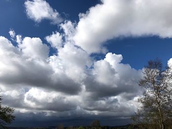 Low angle view of trees against sky