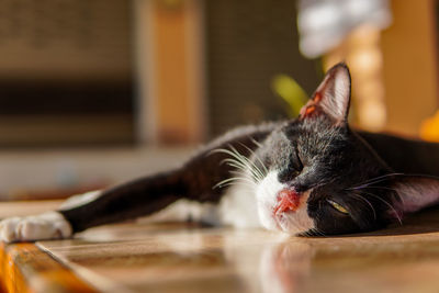 Close-up of cat lying on table at home