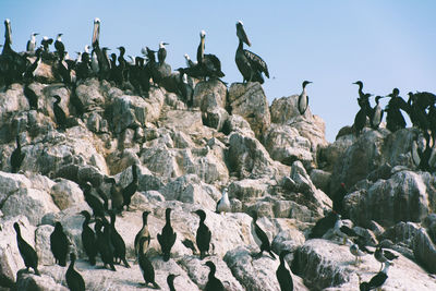 High angle view of cormorants on rocky shore