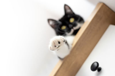 A playful black cat with yellow eyes is lying on a dresser with his paw hanging down. 