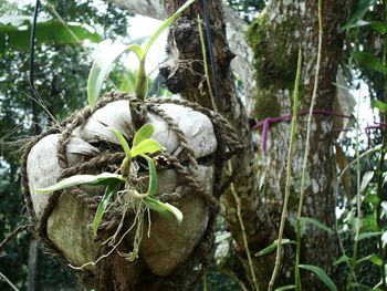 Plants growing on tree