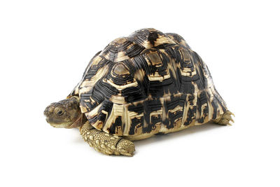 Close-up of tortoise against white background