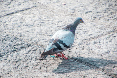 High angle view of pigeon perching