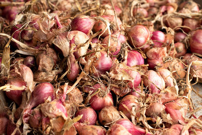 shallot