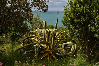 Plants growing on field by sea against sky