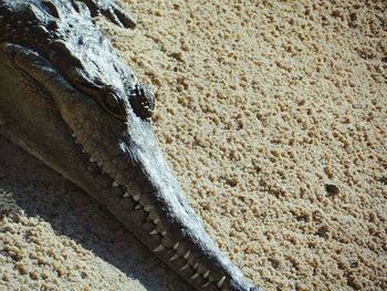 Close-up of lizard on sand at beach