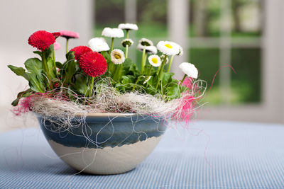 Close-up of potted plant on table