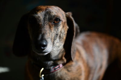 Close-up portrait of dog