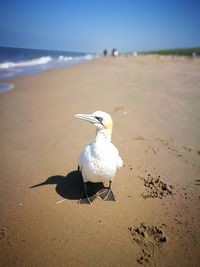 View of seagull on beach