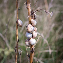 Close-up of snail