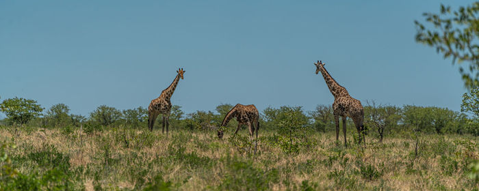 View of plants on field against sky