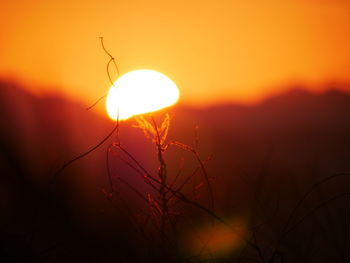 Close-up of silhouette plants against sunset