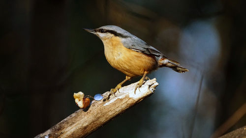 Close-up of bird perching on branch