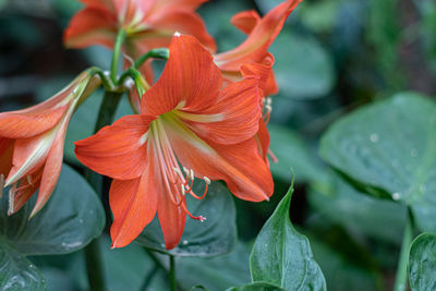 Close-up of red flowering plant