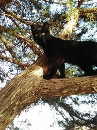 Low angle view of lizard on tree against sky