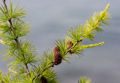 Larch and cone. beautiful natural background, macro