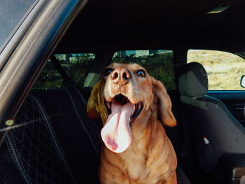 Dog in car