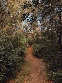 Plants growing on dirt road in forest
