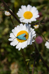 Close-up of insect on flower