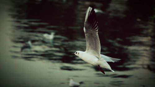 Bird flying in sky