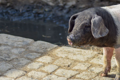 Close-up of dog looking away