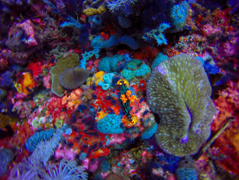 Close-up of coral underwater
