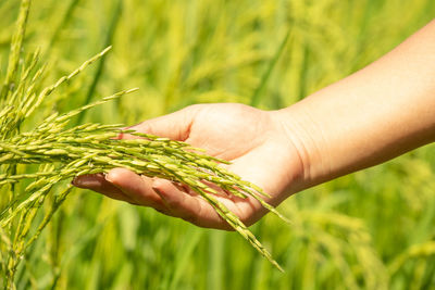 Close-up of hand holding wheat growing on field