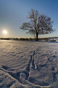 Bare tree on snow covered field against sky